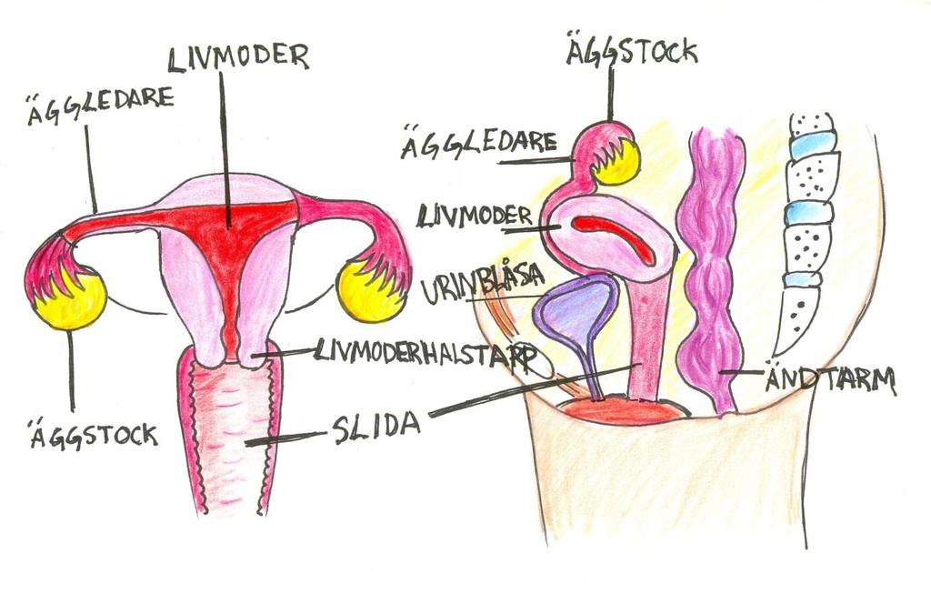 östrogenbrist, eftersom äggstockarna är ett hormonproducerande organ.
