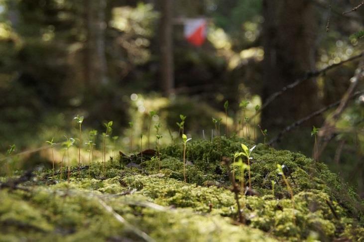 Markkommittén, uppdrag Arbete med strategiska mark och jaktfrågor, internt och externt Öka kunskapen och förståelse för hur orientering påverkar skog och mark Övervaka att