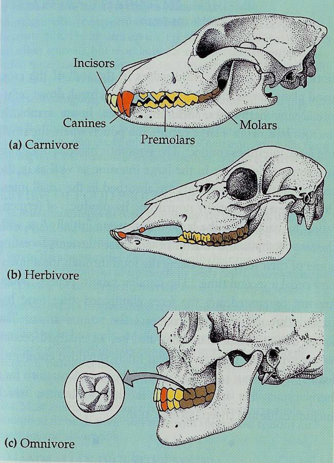 Tänderna visar om en organism är växtätare eller köttätare Rovdjur (köttätare) : vassa, spetsiga fram och hörntänder (hålla fast bytet) Kindtänderna är saxliknande (stycka upp kött).