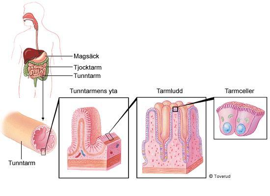 Största delen av nedbrytningen av födan sker i tunntarmen Tunntarmen Upptag av näringsämnena till blodet Stor yta: 6