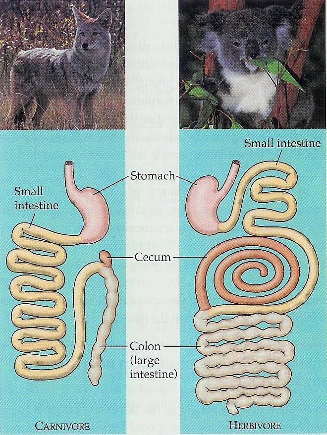 Skillnader mellan växtätare och köttätare i uppbyggnaden av mag-tarmsystemet Två likstora djur som prärievarg (köttätare) och koala (växtätare) har stora skillnader i uppbyggnaden av