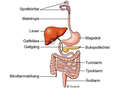 Mag-tarmsystemet med
