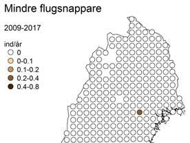 Brandkronad kungsfågel. Vi beskrev i förra årsrapporten att 6 var ett fantastiskt år för arten i landet och att hela fem (varav fyra på linjedelarna) individer då bokfördes på standardrutterna.