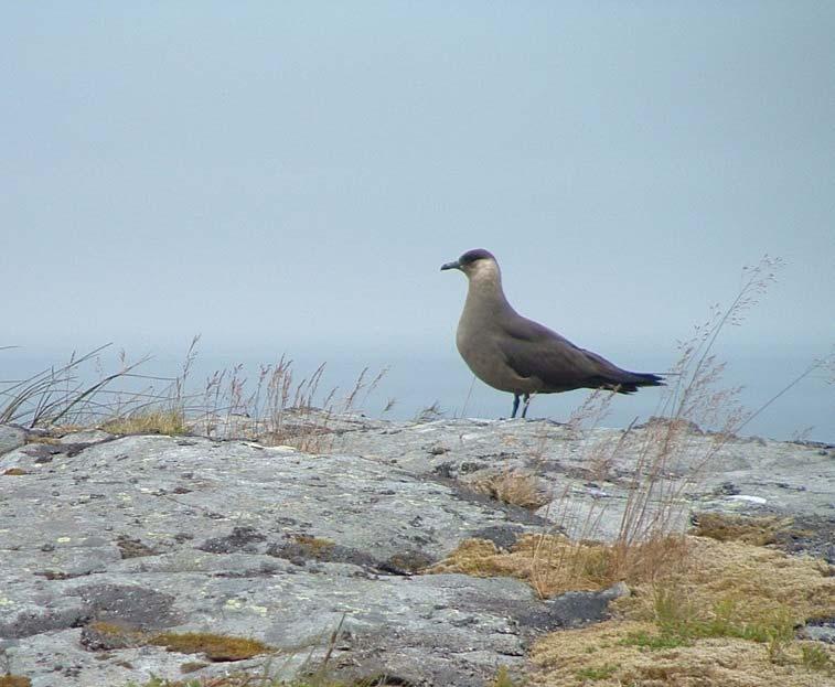 Dessutom gör vi indikatorer för hur biodiversiteten i allmänhet och fåglarna i synnerhet påverkas av hur riksdagens olika miljömål efterföljs (www.miljomal.se).