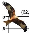 Figur. forts. Populationstrender för 86 arter. Species indices (cont.). 6 Sångsvan, Cygnus cygnus (8,,, ***; 7, 6,, ***; 96,,, ***) Kungsörn, Aquila chrysaetos (7,,, NS; -, -, -; 6, -,, NS) 5.