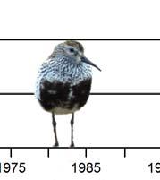 Figur. forts. Populationstrender för 86 arter. Species indices (cont.).