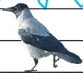 Figur. forts. Populationstrender för 86 arter. Species indices (cont.).. Trädlärka, Lullula arborea (-, -, -;,,9, ***; 5, -, NS).5 Sånglärka, Alauda arvensis (-, -, -; 6, -,, ***;, -,6, ***).