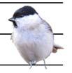 Stjärtmes, Aegithalos caudatus (8,,, NS; 5,,9, NS; 9,,, ***).5.. Talgoxe, Parus major (599,,, ***; 6, -,7, ***; 9,,, ***).