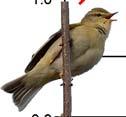 Figur. forts. Populationstrender för 86 arter. Species indices (cont.). 5 Sävsångare, Acroc. schoenobaenus (-, -, -; 97, -,, ***; 87,, NS).