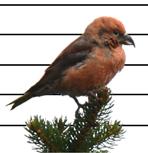 Figur. forts. Populationstrender för 86 arter. Species indices (cont.). Mindre korsnäbb, Loxia curvirostra (67,,7, ***; 75, 6,7, ***;,,9, ***).