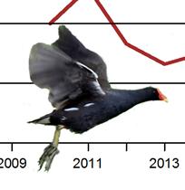 Figur 5. Beståndsindex för 8 fågelarter enligt nattrutterna 7. Beståndsnivån är satt till för.