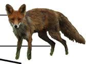 Figur 6. Beståndsindex för däggdjursarter enligt nattrutterna 7 (brun linje) och standardrutterna 7 (svart linje). Beståndsnivån är satt till för.