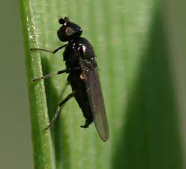 insekticider på väg Teppeki i vårsäd?