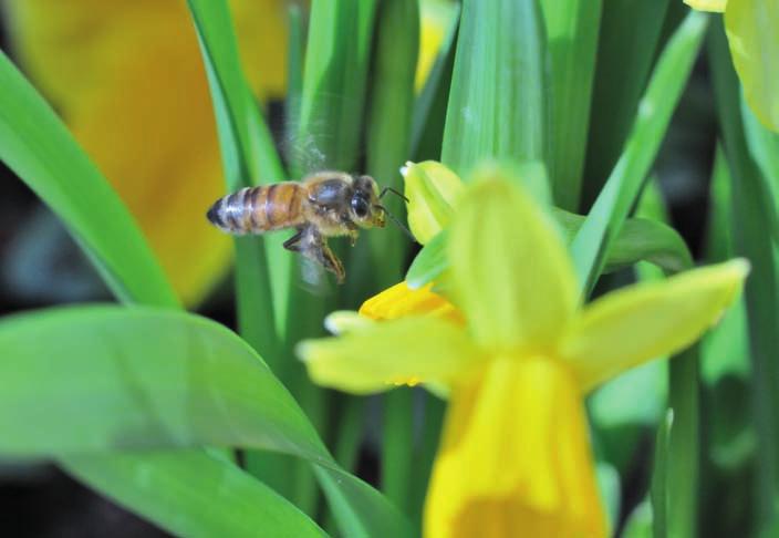 Foto: Karin Källander Projekt Bikalendern Bikalendern är ett projekt om klimatförändringens effekter för biodling.