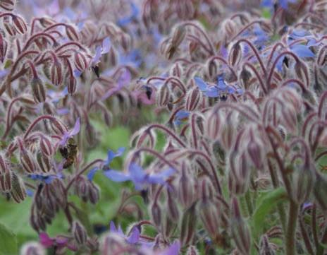 Biväxter Växternas attraktivitet för bin anges 1 3, där 1 anger lite nektar/pollen och 3 anger mycket nektar/ pollen. B anger när blomningen börjar och b fortsatt blomning.