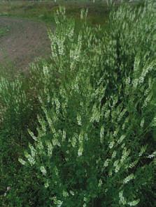 Persisk klöver (Trifolium resupinatum) Ettårig baljväxt, 30 50 cm hög. Ganska bra insektväxt, nektarproduktion (2) och pollenproduktion (3). Väldoftande.