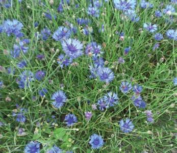 De ettåriga blandningarna sås i april maj eller när dagstemperatur når 17 18 C och 7 8 C på natten. Olssons blomsteråkerblandning kräver mindre värme för att gro.