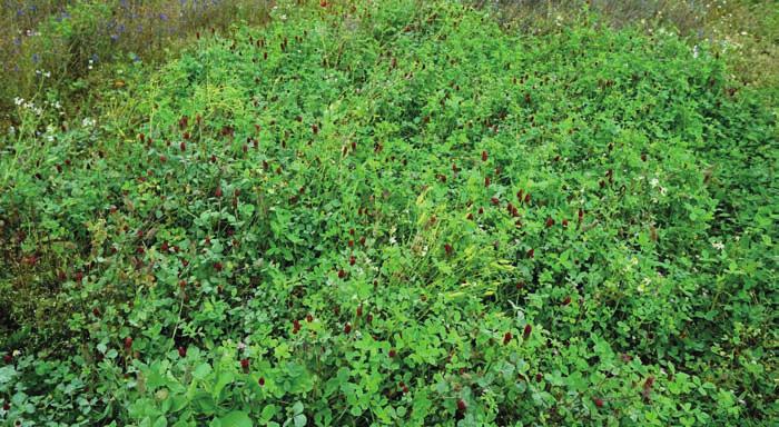 Färdiga fleråriga blomsterblandningar Kulturängsblandningen kan sås både vår och sensommar medan Tenor är avsedd för vårsådd. Kom ihåg att ta hänsyn till rekommenderad utsädesmängd.