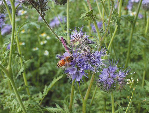 olssons frö Biväxter 2017 Honungsbin behöver nektar och pollen. Nektar lagras, liksom pollen, i samhällena och ger bina energi.