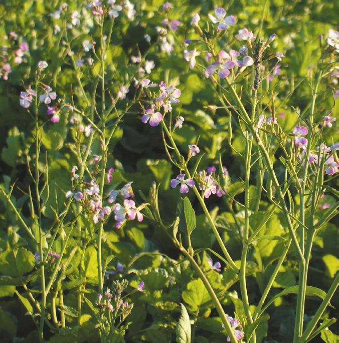Ettåriga arter Blodklöver (Trifolium incarnatum) Ettårig, ibland övervintrande baljväxt. Blir 50 70 cm hög. Bra biväxt, med både nektar (2) och pollen (2). Blommar ca 12 veckor efter sådd.