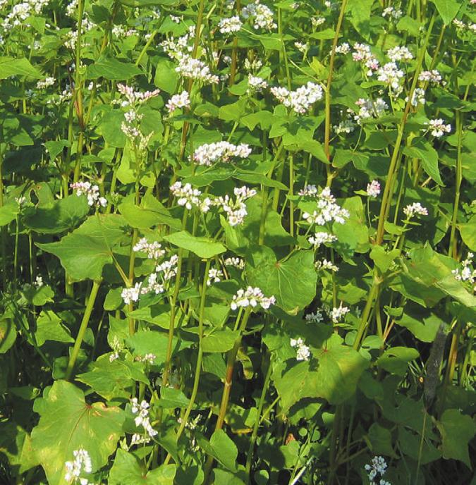 Producerar mycket grönmassa, används som gröngödsling och till grönfoder. Tål putsning. Utsädesmängd 15 20 kg/ha. TKV 3,5 g. Sådjup 1 3 cm.