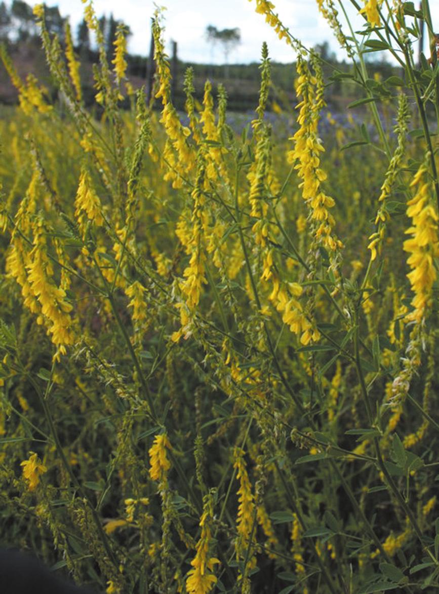 Persiskklöver Humlelusern (Trifolium resupinatum) (Medicago lupulina) Ettårig baljväxt, blir 30 50 cm hög. Ganska bra insektväxt, nektarproduktion (2) och pollenproduktion (3). Väldoftande.