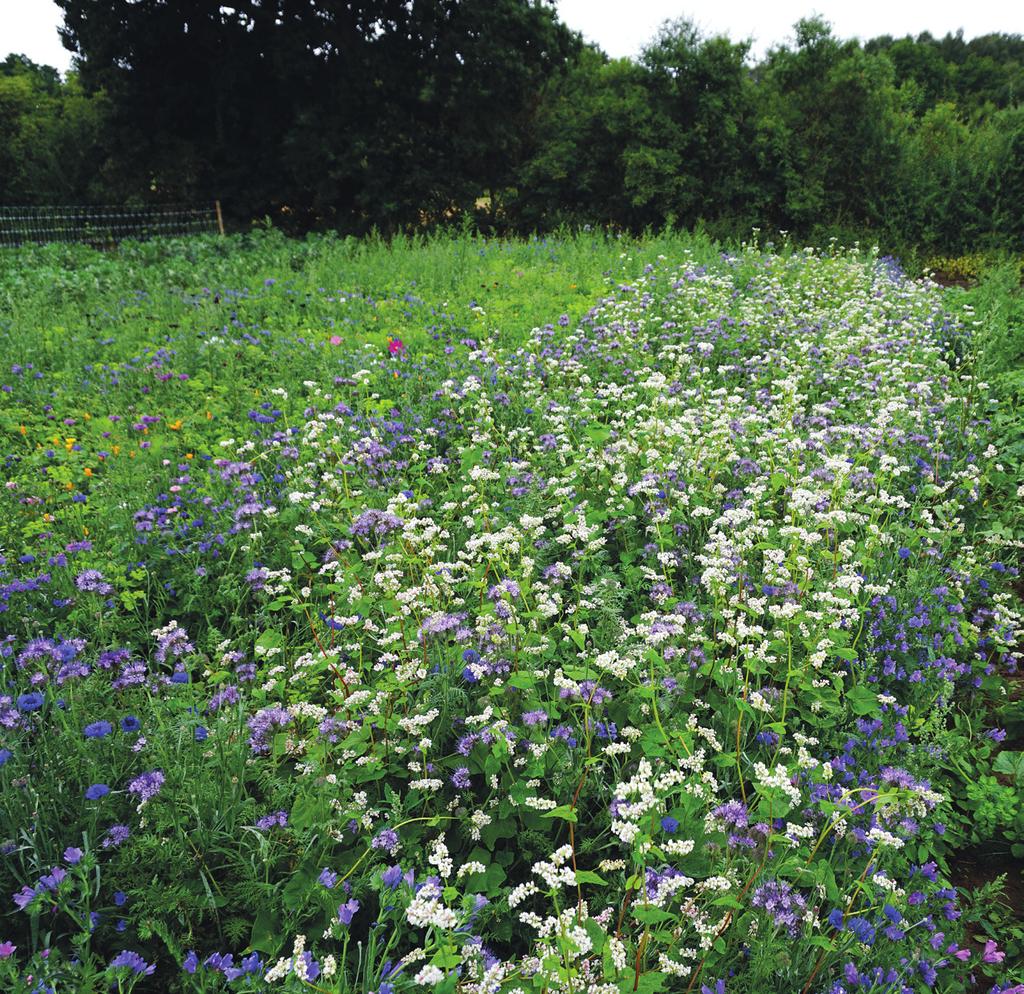 färdiga blandningar Olssons Biåkerblandning 20 60 30 Ettårig blandning som blommar från juni till september. Blandningen innehåller både nektar- och pollenväxter.