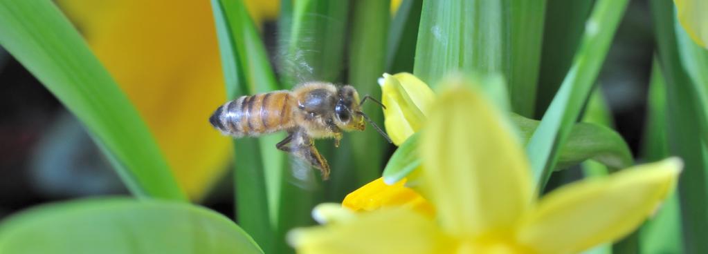 Foto: Karin Källander Projekt Bikalendern Bikalendern är ett projekt om klimatförändringens effekter för biodling.