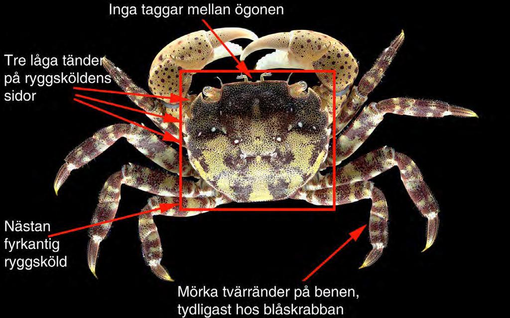 Jämförelse i utseende mellan