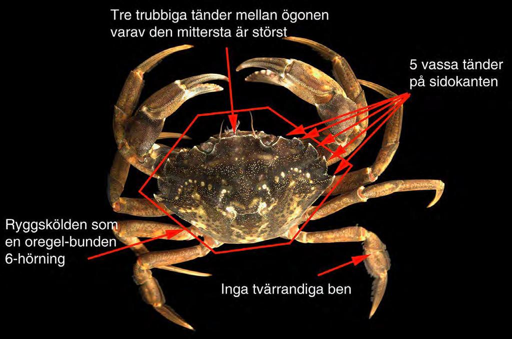 penselkrabborna och den