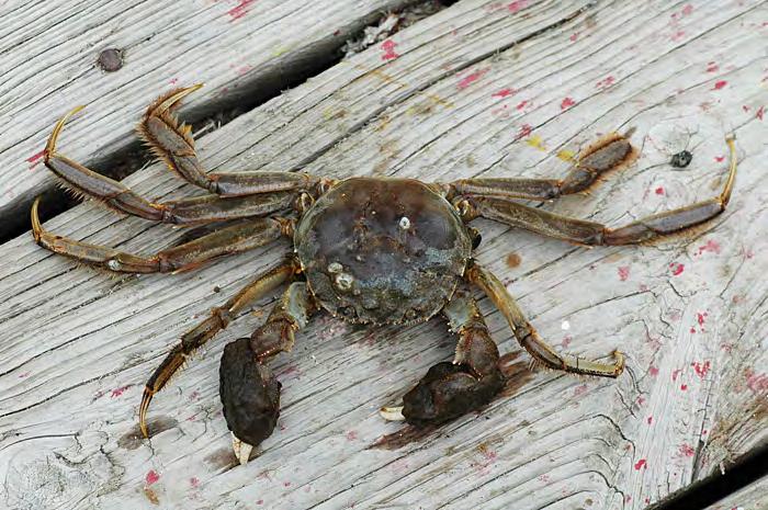 Invasiv och invandrad art Man ska ej blanda in begreppet invasionsart när det gäller arter som finns i vår närhet och med en förändrad utbredning plötslig upptäcks i nya områden.