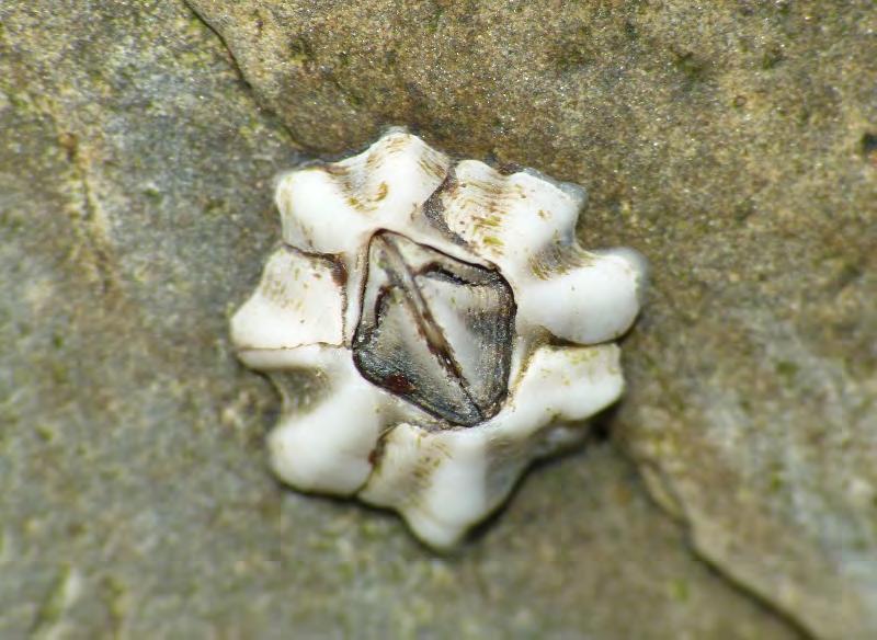 Fyrskalig havstulpan Austrominius modestus Rhithropanopeus