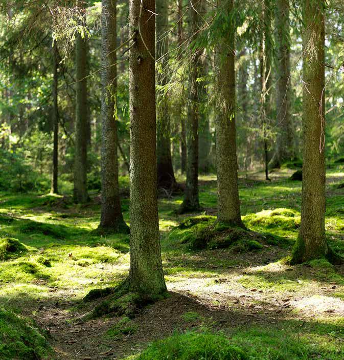 Stadgar för Södra Skogägarna
