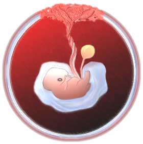Uppgift - Fosterutveckling 1. Hur många veckor/månader bär en kvinna på ett foster? 2. Hur får ett foster syre och näring i mammans kropp? 3.