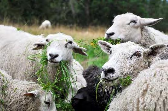 Gräsmarkerna i dagens landskap Ängar och betesmarker De ängar som inte stenröjdes eller dikades för att bli åkermark i och med att jordbruket moderniserades, övergick ofta till att bli inhägnade