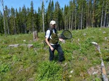 hagmarksväxter och på fjärilar. Upp till tio år efter avverkningen har dessa marker stor betydelse för nektarsökande insekter.