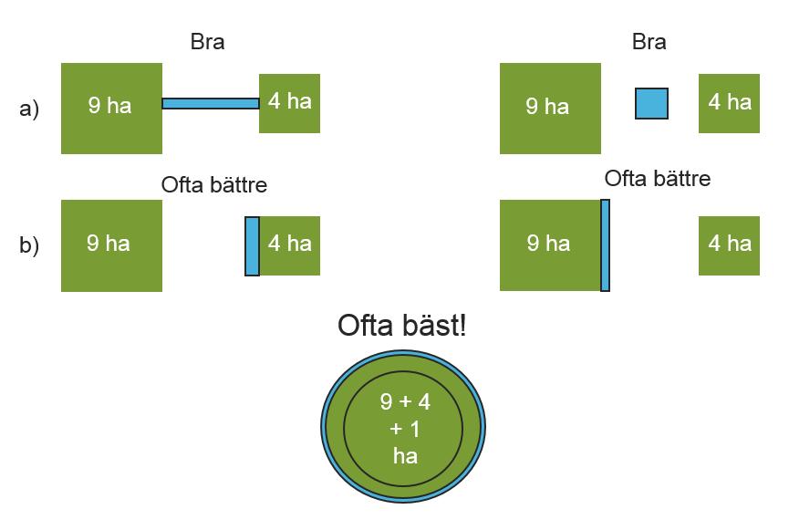 Det innebär att även om det är bra att genomföra åtgärder som hänsyn, restaureringar och skydd i form av korridorer och klivstenar mellan befintliga områden med naturvärden, figur 7 a, så är det ofta