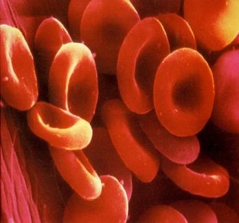 Plasma, Tf-Fe 30 mg/dag Benmärg 300 mg Tarm Blödning Svett 1 mg/dag 1