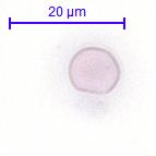 MNC+3D* MNC+2D CD34+Sep CD34+3D*