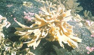 alger, snäckskal eller stenar Kolonierna bildas genom könlös