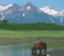 ROVDJUR (CARNIVORA)