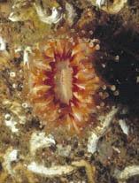 koralldjur har åtta flikiga