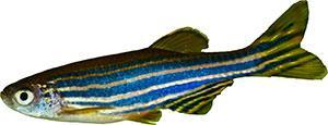 μ-opiat-receptorn hos zebrafisk är funktionellt lika motsvarande receptor hos däggdjur.