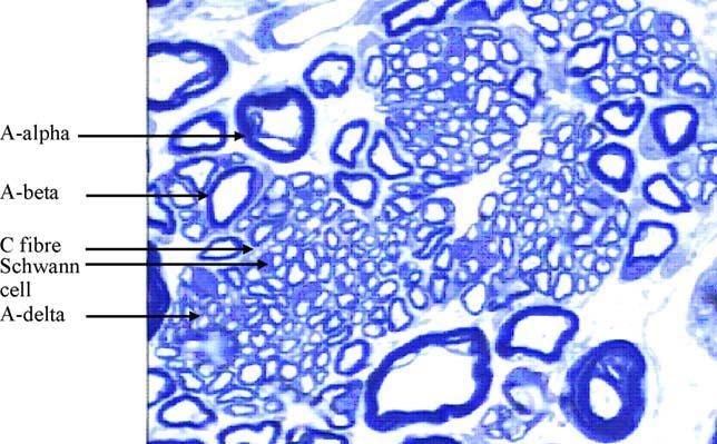 1. Nociceptorer Regnbågsöring har samma typ av receptorer som andra