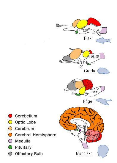 Cerebral cortex (neocortex) är en del av hjärnan som anses viktig för medvetande
