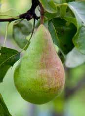Päron Pyrus communis Carola PBR E Pyrus communis Clapp s Favourite E Pyrus communis Clara Frijs E Pyrus communis Colorée de Juillet E Pyrus communis Conference E Pyrus communis Doyenné du Comice E