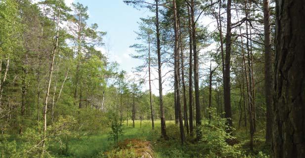 Vedboskogen, Västerås. skador och om det inte heller är möjligt kompensera för skador. Balanseringsprinciperna är ett viktigt underlag till grönstrukturplanen.
