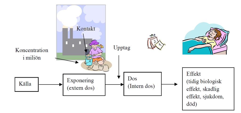 Exponeringsvägar för