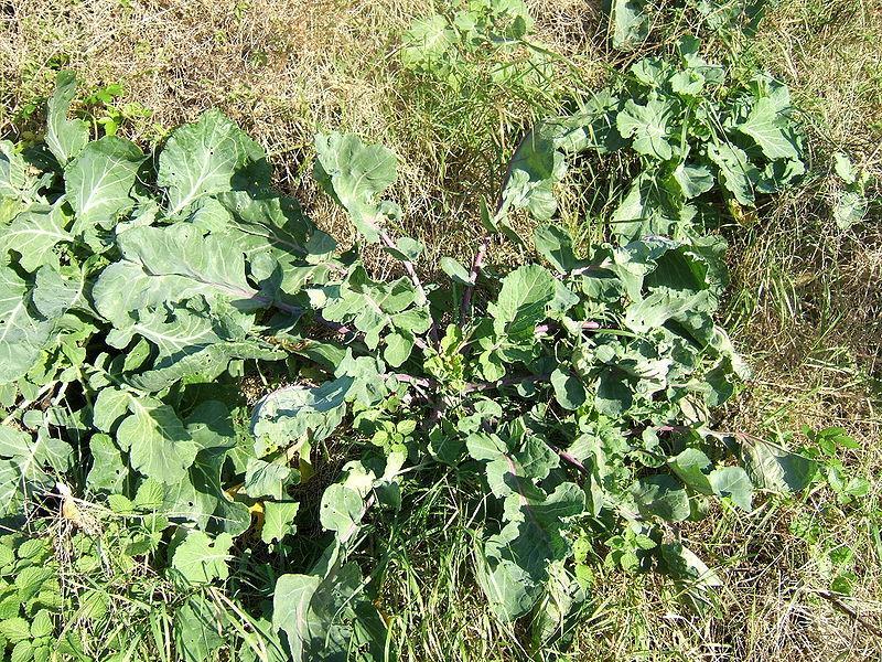 Kål Brassica oleracea Blad kål och grönkål Stam -
