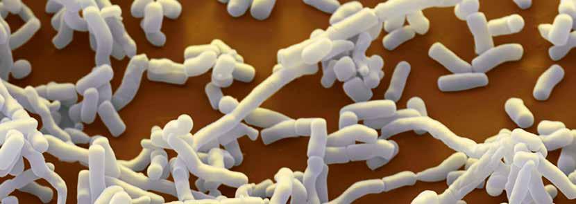 Streptomyces är det största antibiotikaproducerande släktet. Det producerar antibakteriella och svampdödande substanser och immunsuppressiva medel.